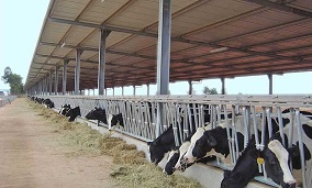 The allure of livestock steel structure manufacturers, specializing in cowsheds, horse barns, pig pens, and sheepfolds